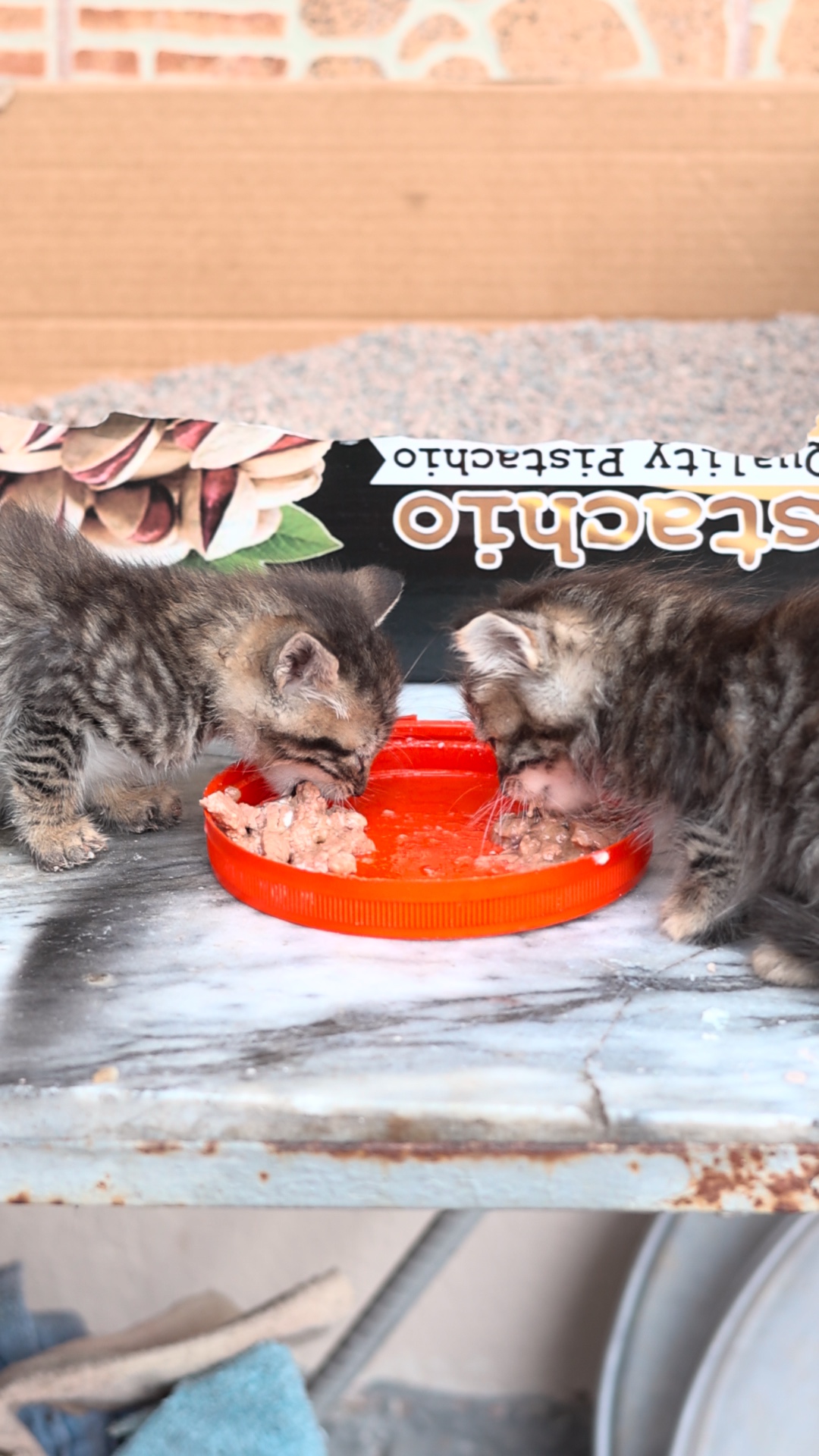 Two tabby kittens eating together from a red dish.