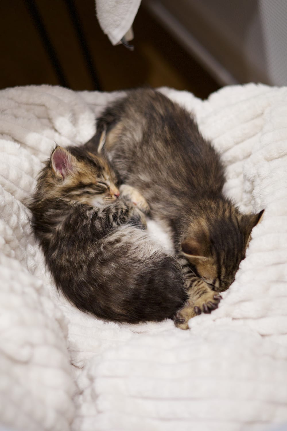 Two small kittens curled up close together on a cream blanket.