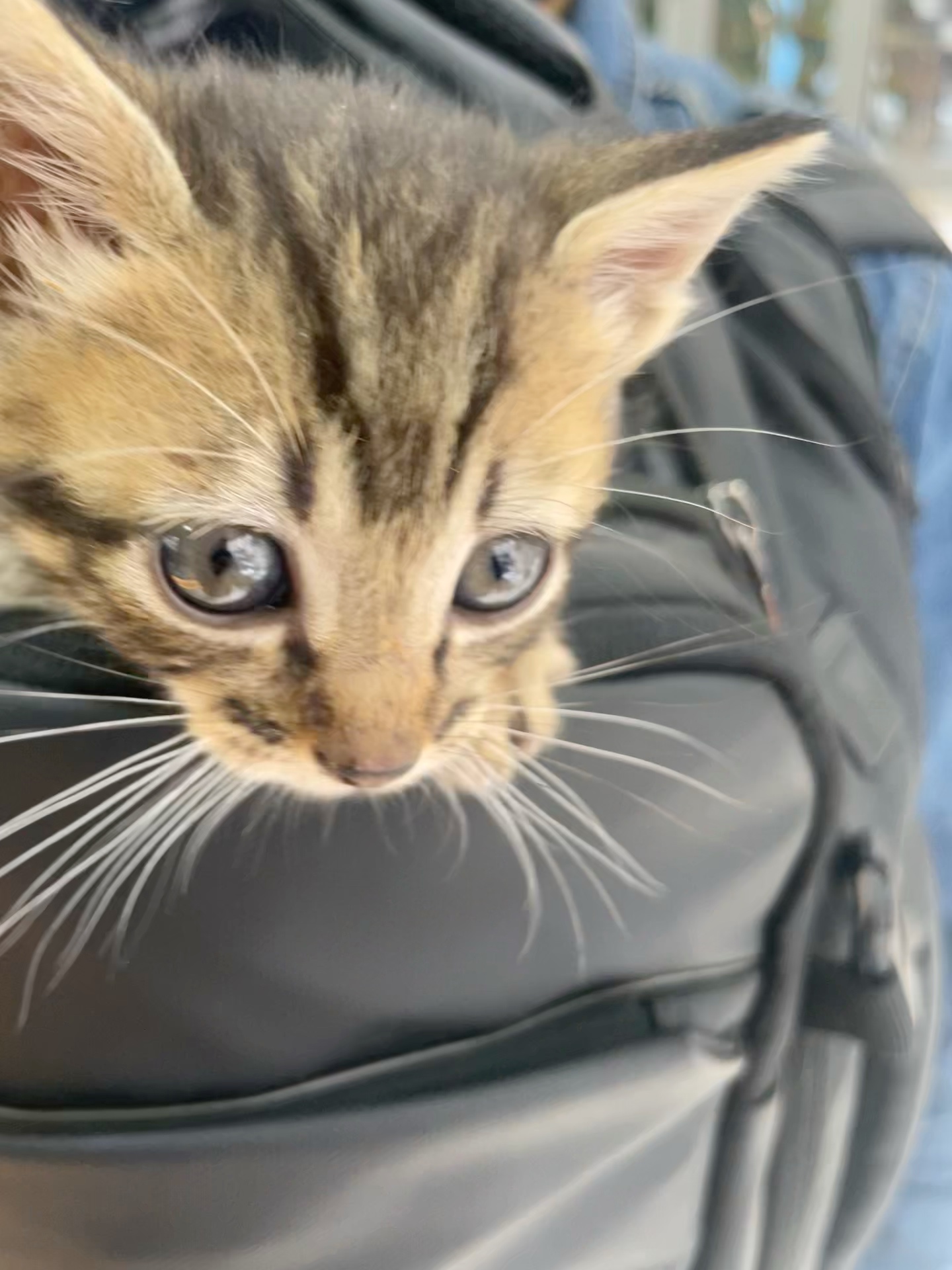 A tabby kitten peeking over the edge of a grey backpack.