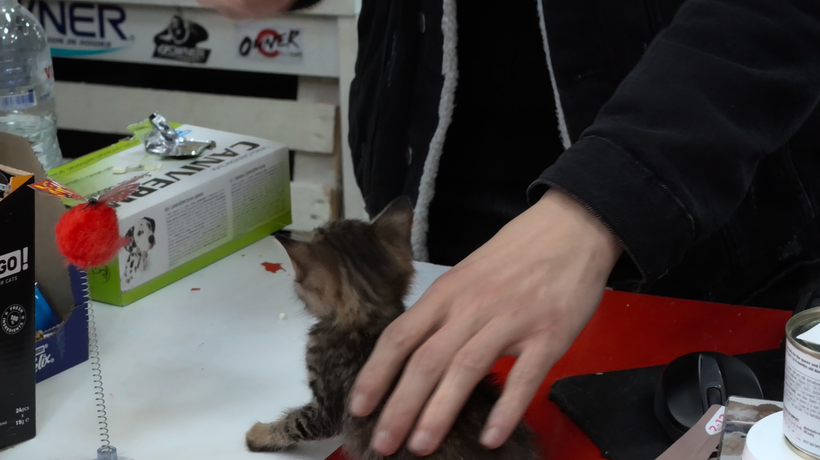 The shop worker giving one of our kittens worm medicine at the counter.
