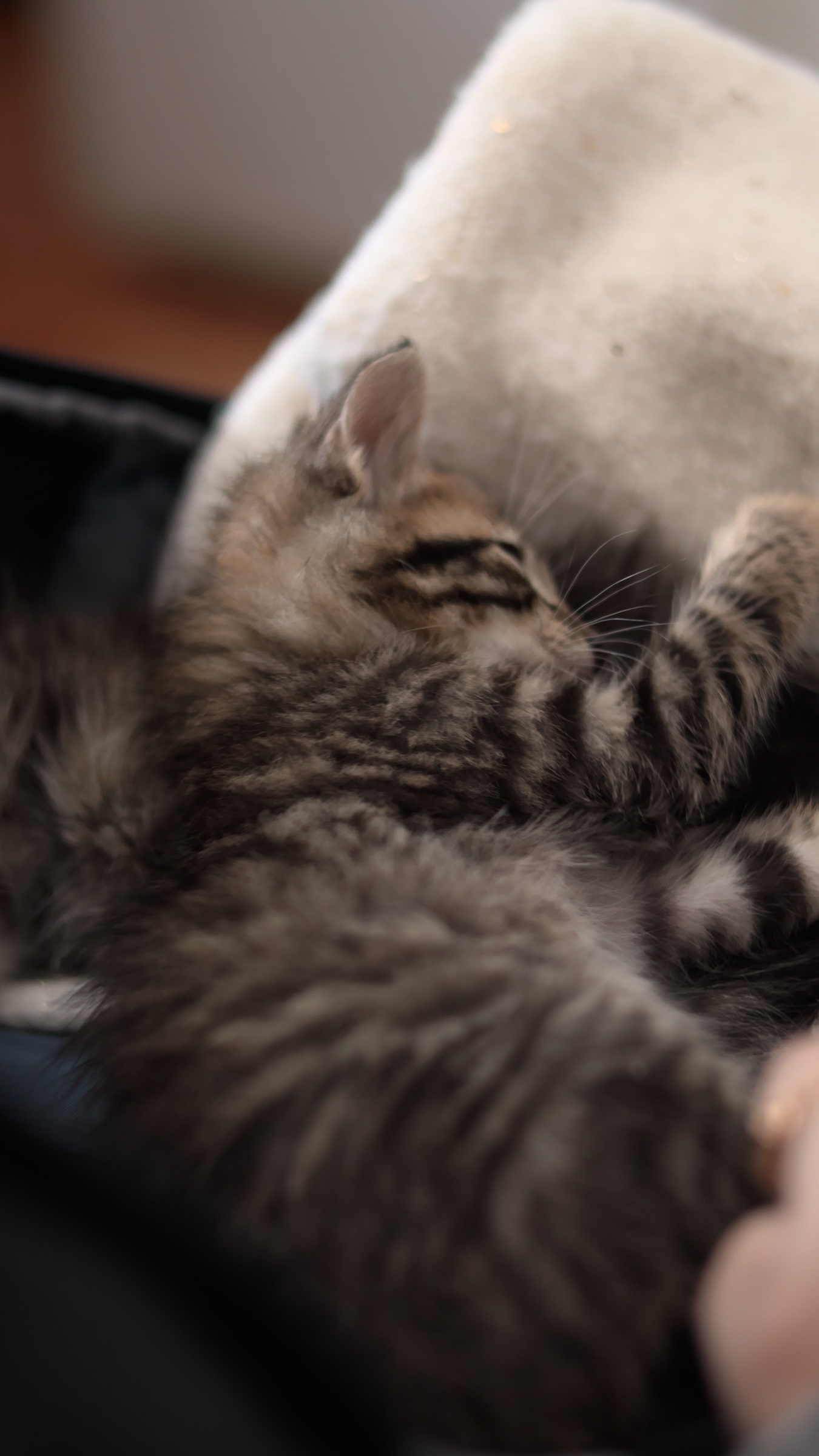 A tabby kitten resting with its eyes closed inside a backpack.