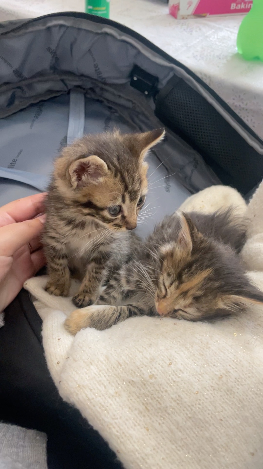 Both tabby kittens resting together in the front-worn backpack inside Korca Pet Shop.