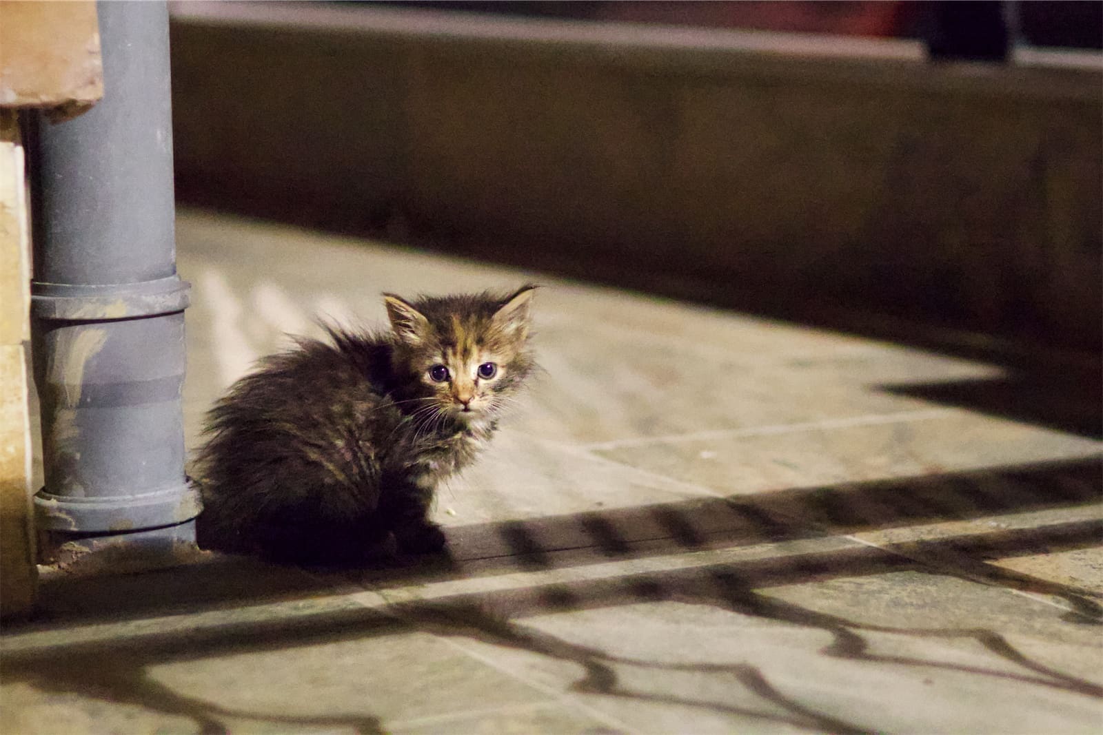 A tabby kitten looking towards the camera beside a drainpipe.