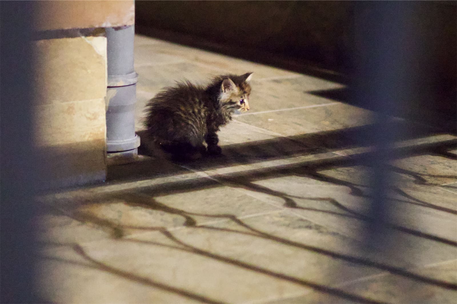 A small tabby kitten sitting outdoors beside a drainpipe.