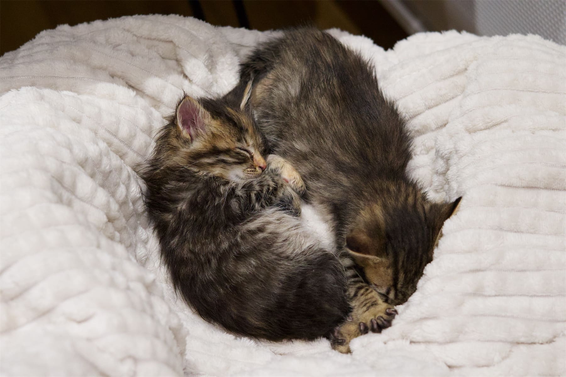 Two small kittens sleeping close together on a soft cream blanket.