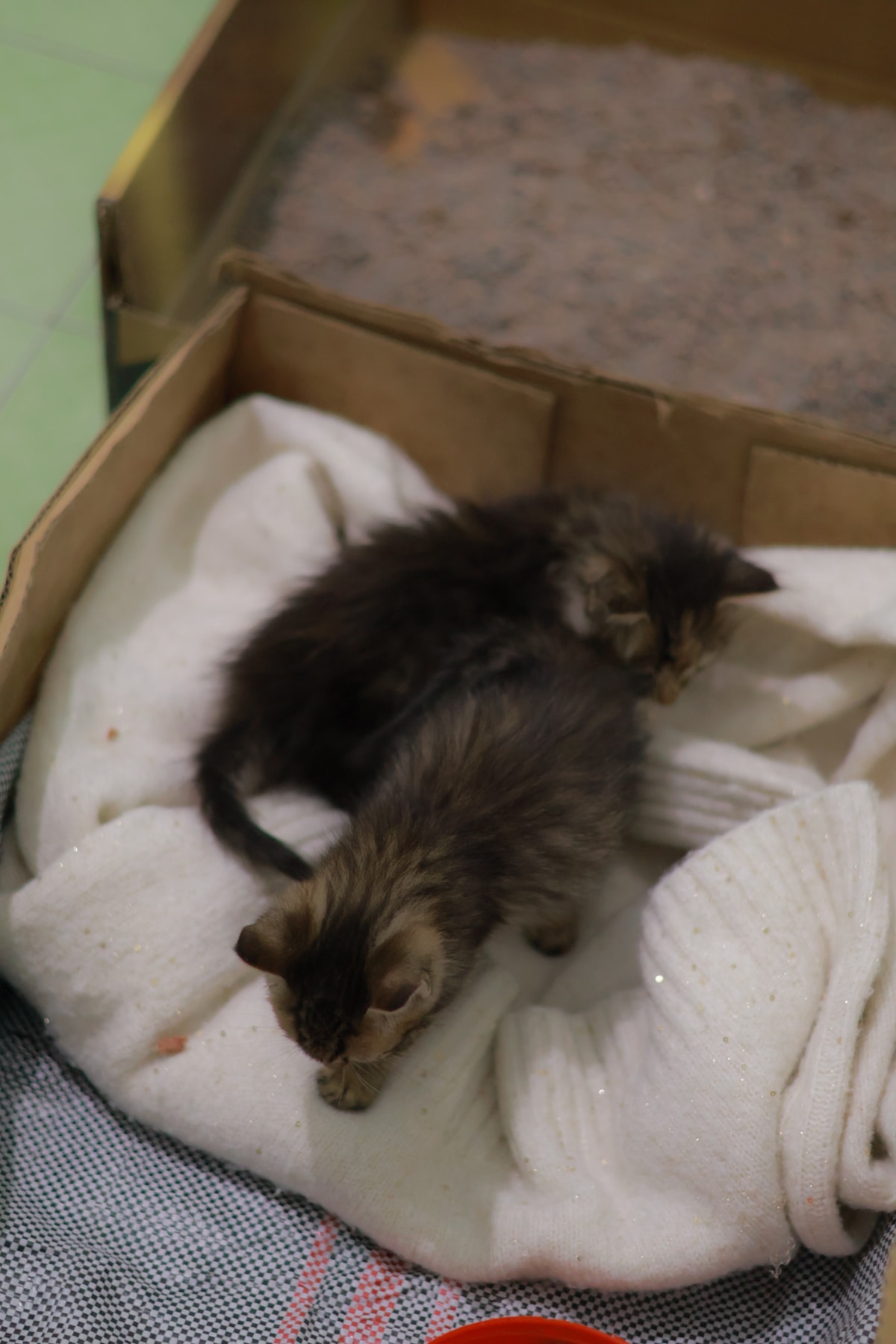 Two tabby kittens on a fluffy cream sweater inside a cardboard box.