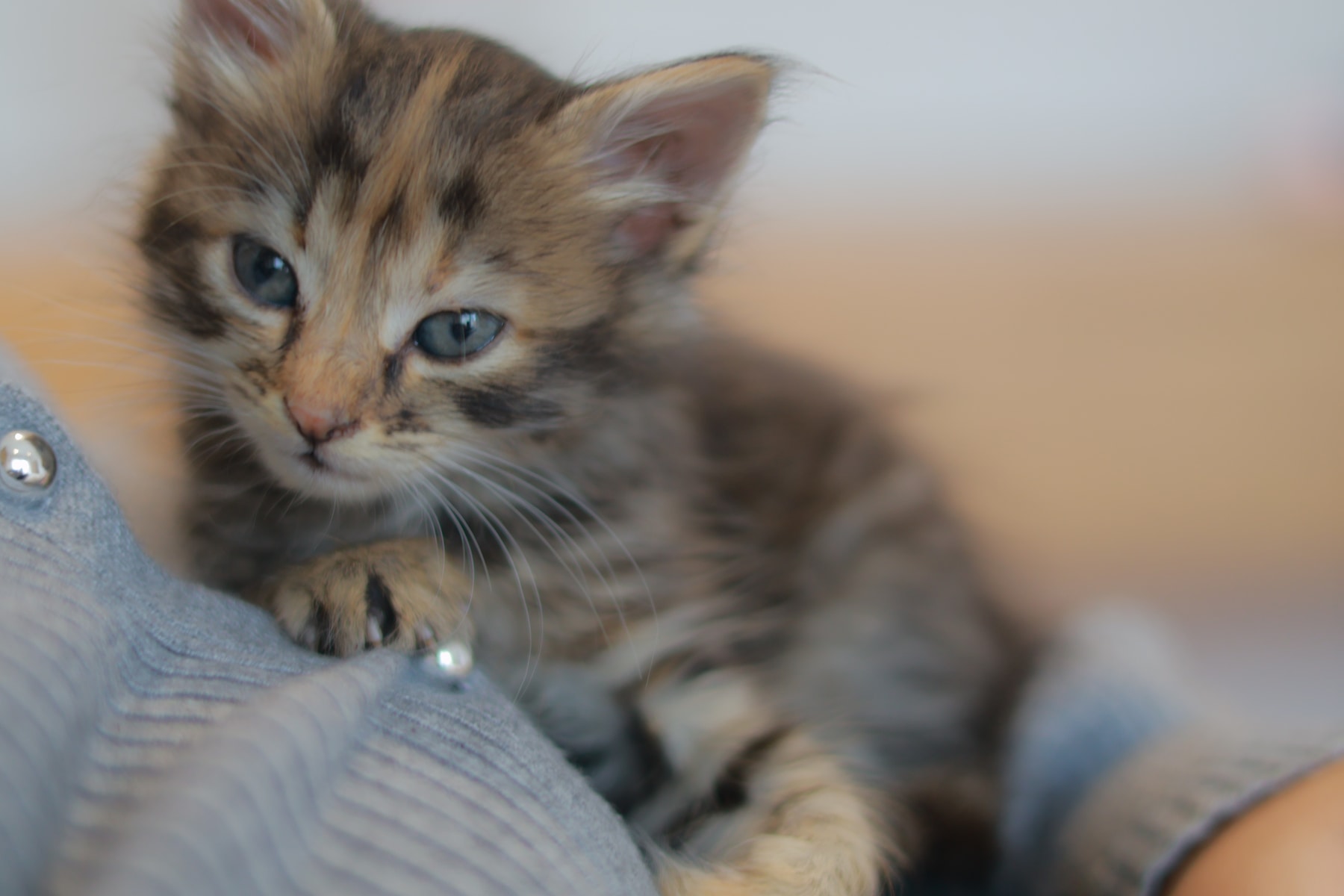 A tabby kitten resting its front paws on a grey knitted sleeve on 10 October.